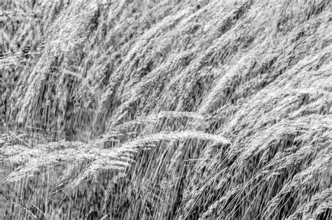 Premium Photo | Black and white textured decorative grass background