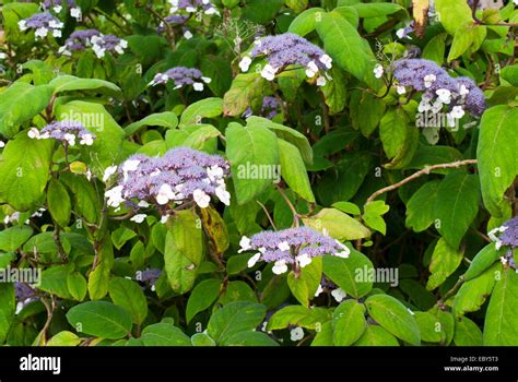 Hydrangea aspera hi-res stock photography and images - Alamy