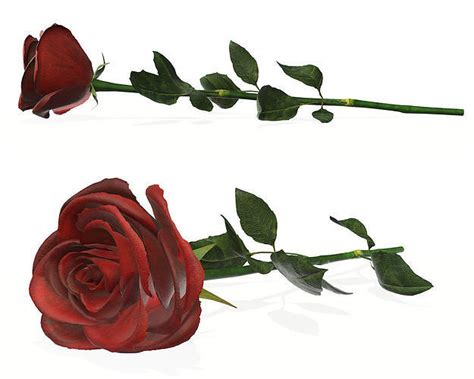 Single beautiful red rose on ground 3D model | CGTrader