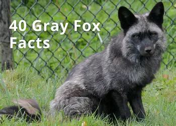 40 Gray Fox Facts You Should Know – Quick Gray Fox Fact List