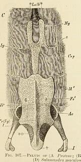 This image is taken from Comparative anatomy of vertebrate… | Flickr