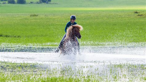 What Are The Best Gaited Horse Breeds? The Top 6