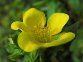 Potentilla fruticosa 'Gold Finger' | Plants Direct – Victoria, BC