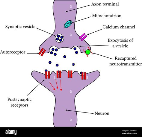 An axon terminal is transmitting a signal to neuron.Vector illustration Stock Vector Image & Art ...