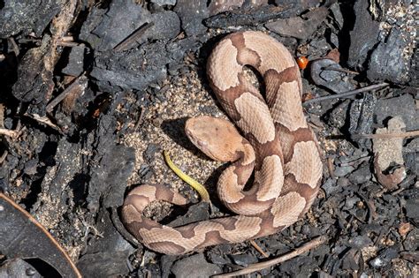 Copperhead | South Carolina Partners in Amphibian and Reptile Conservation