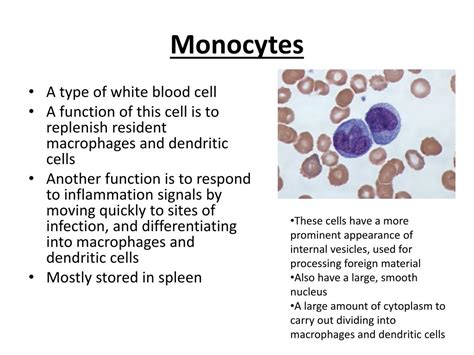 PPT - Monocytes PowerPoint Presentation, free download - ID:2672924