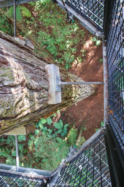 Redwoods Treewalk: The Best Way to See the Rotorua Forest