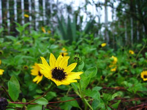 Dune Sunflower | Florida native plants, Native plants, Florida plants