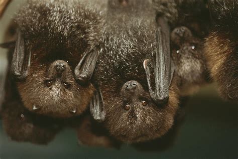 A Group Of Rodrigues Fruit Bats Hanging Photograph by Joel Sartore