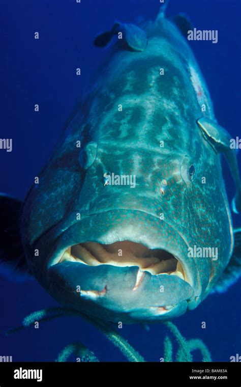 Jewfish hi-res stock photography and images - Alamy