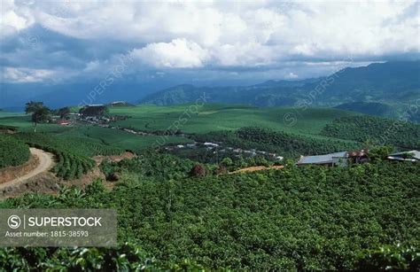 Coffee plantations, Costa Rica - SuperStock