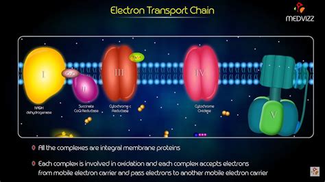 Electron Transport Chain Animation