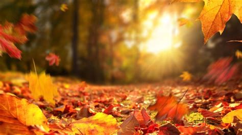 Autumn Virtual Backgrounds, including Fall Leaves, Pumpkins and falling ...