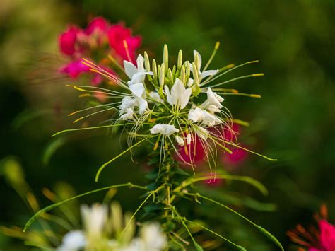 Conservatory Garden | Central Park Conservancy