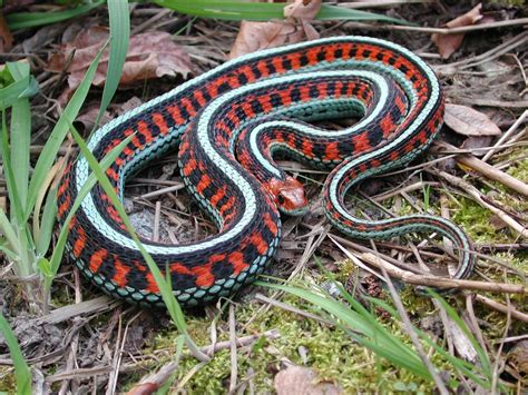 Our Beautiful World: Beautiful red snakes