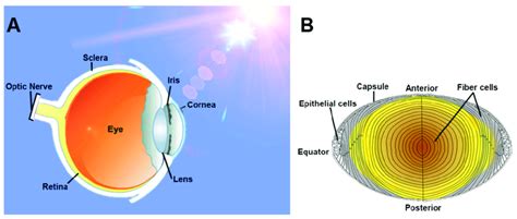 The lens: function and structure. (A) Light enters the eye through the... | Download Scientific ...