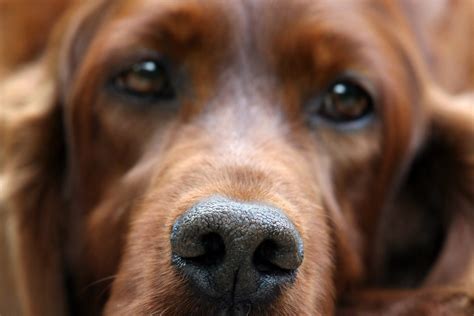 Why Is My Dog's Nose Dry? How To Tell If Your Dog Is Sick