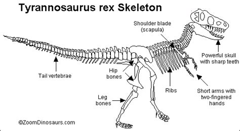 T. rex Skeleton Printout- ZoomDinosaurs.com