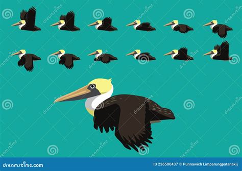 Animal Animation Sequence Brown Pelican Flying Cartoon Vector Stock Vector - Illustration of ...