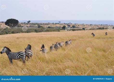 Zebras migration stock image. Image of give, sadness - 43969535