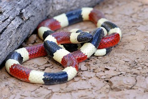 Snake Mimicry | amomentofscience - Indiana Public Media