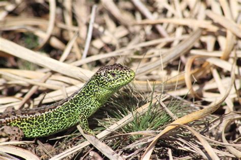 Sand lizard | The Wildlife Trusts