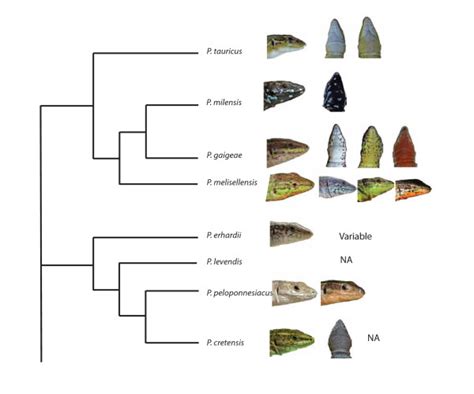 Throat color variation in the Balkan Podarcis-clade. Examples of some... | Download Scientific ...