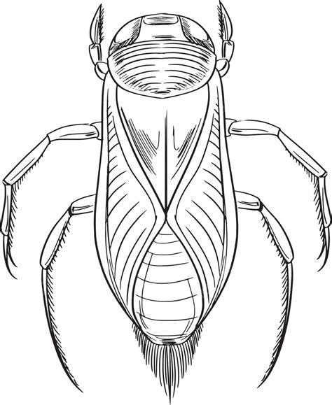 Water Boatman Upside Down Water Black Vector, Upside Down, Water, Black PNG and Vector with ...