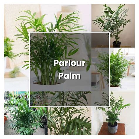 How to Grow Parlour Palm - Plant Care & Tips | NorwichGardener