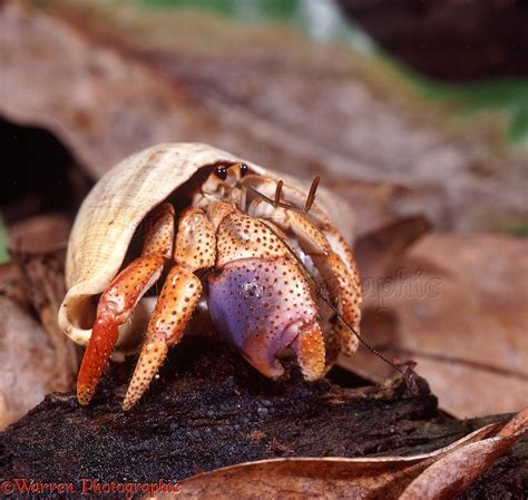 Land hermit crab photo WP22617