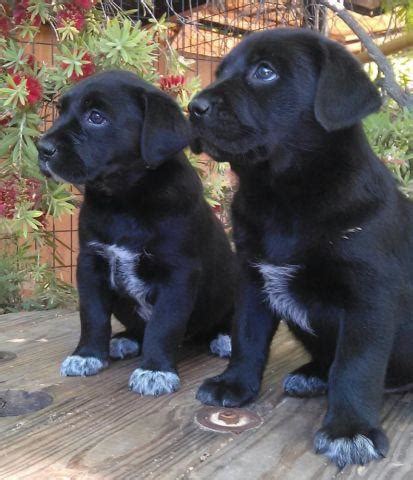 Purebred Labraheeler puppies - girls and boys available for Sale in ...