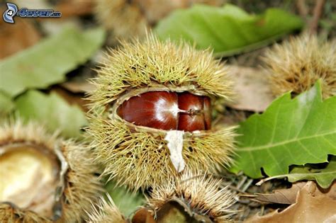 Castagne