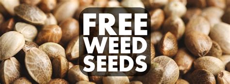 Free Cannabis Seeds in South Africa - The High Co