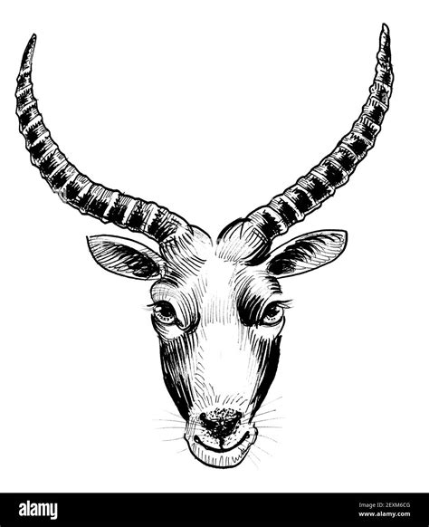 African antelope head. Ink black and white drawing Stock Photo - Alamy