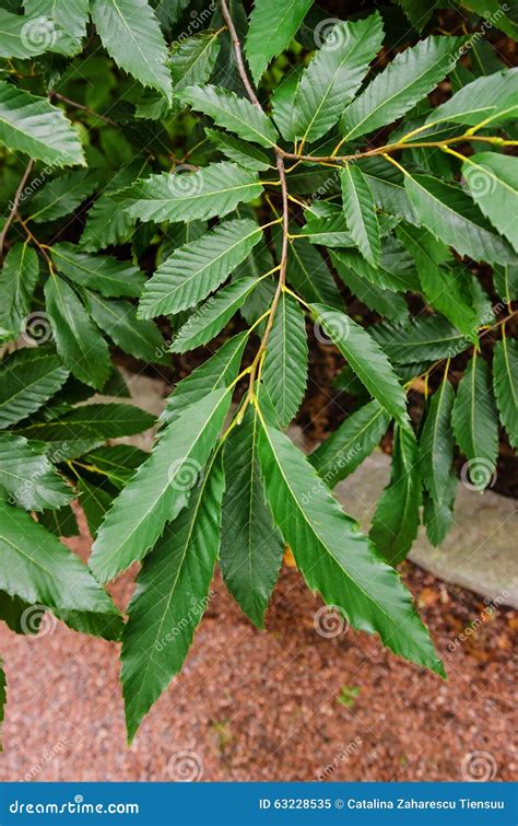 Chestnut Tree Leaves Details Stock Image - Image of castanea, color: 63228535