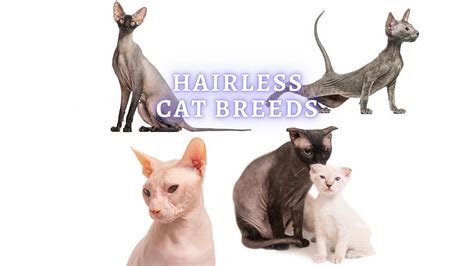 10 Hairless Cat Breeds to Fall in Love With