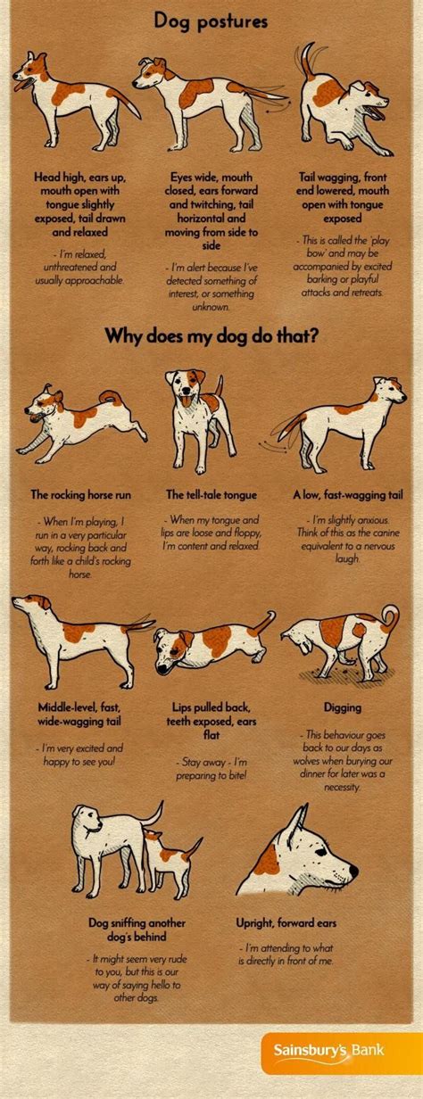 A Chart That Will Help You Finally Understand Your Dog | Dog care, Dog ...