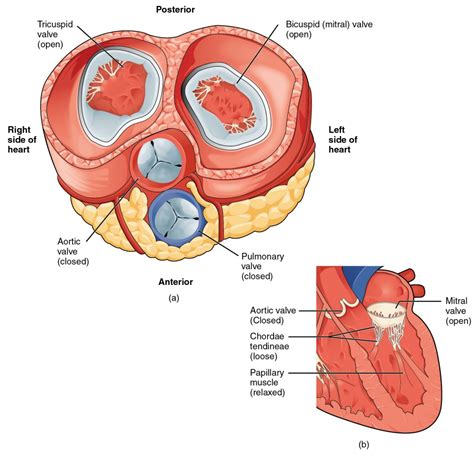 Heart Anatomy | Anatomy and Physiology II