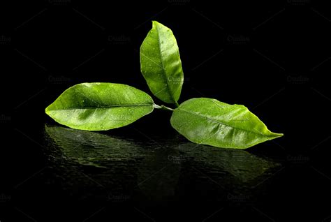 Green tea leaf | High-Quality Food Images ~ Creative Market