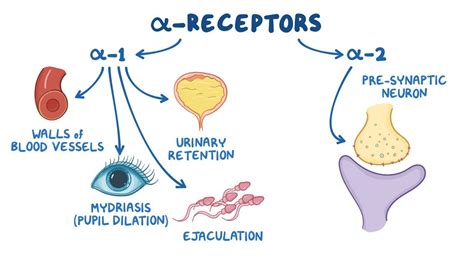 Adrenergic antagonists: Alpha blockers: Video | Osmosis