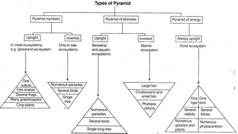 NEET Biology Notes Organisms and Ecosystem-Ecological Pyramids - CBSE Tuts