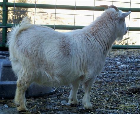 Nigerian Dwarf Goat Doe with horns. www.TheBigWRanch.com | Flickr ...