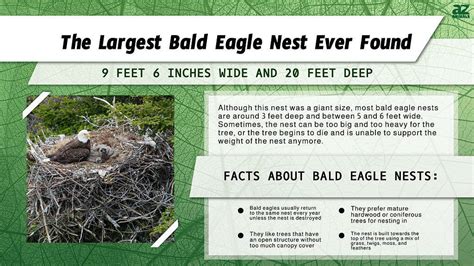 The Largest Bald Eagle Nest Ever Found - A-Z Animals