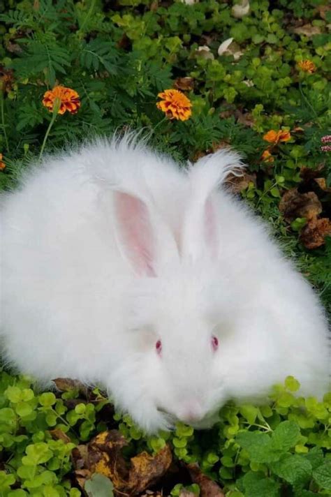 Angora Giant Rabbit: Appearance, Lifespan, Temperament, Care Sheet