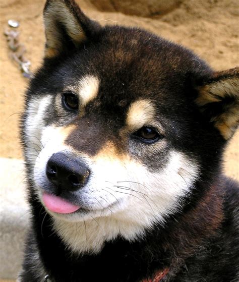 2012.06.28 Black tan Shiba inu, Japanese dog | eriko_jpn | Flickr