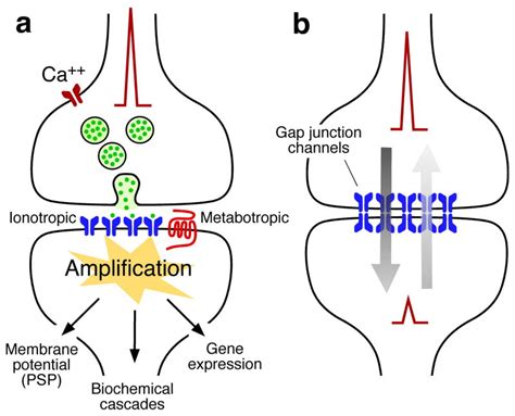 Electrical Synapse Diagram