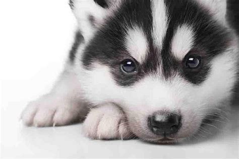 Husky Puppy Wallpaper