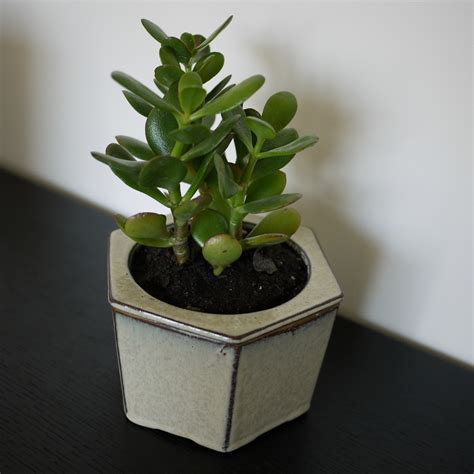 crassula ovata | The jade plant makes a nice addition to my … | Flickr