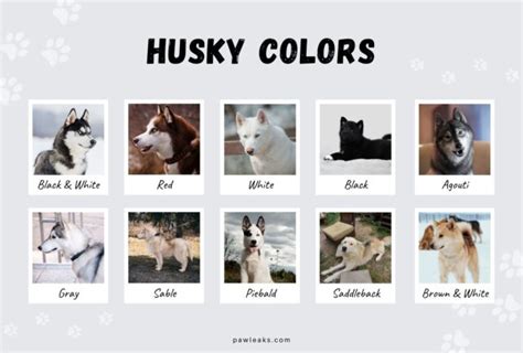 All Husky Colors Explained - from Red to Agouti | PawLeaks