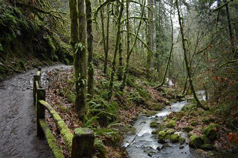 The Best of Forest Park in Portland, Oregon: Complete Guide